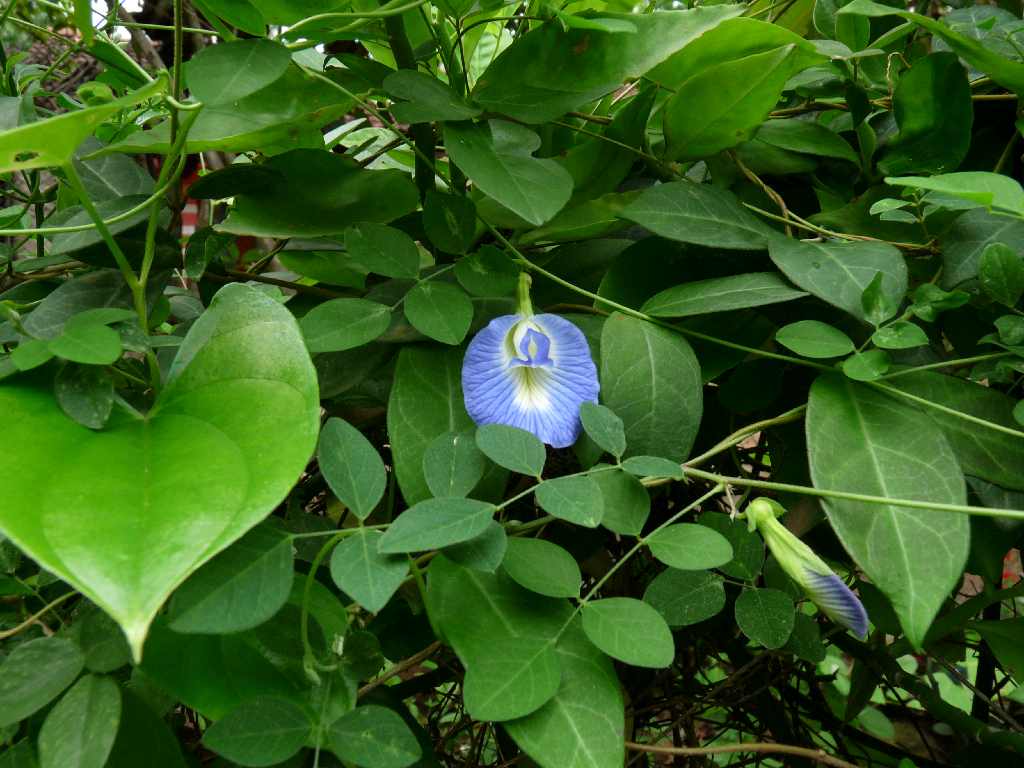 S_Fl_019