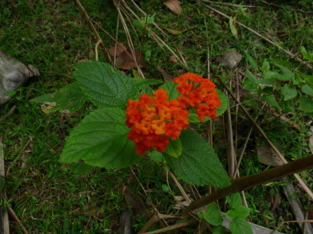 S_Fl_025