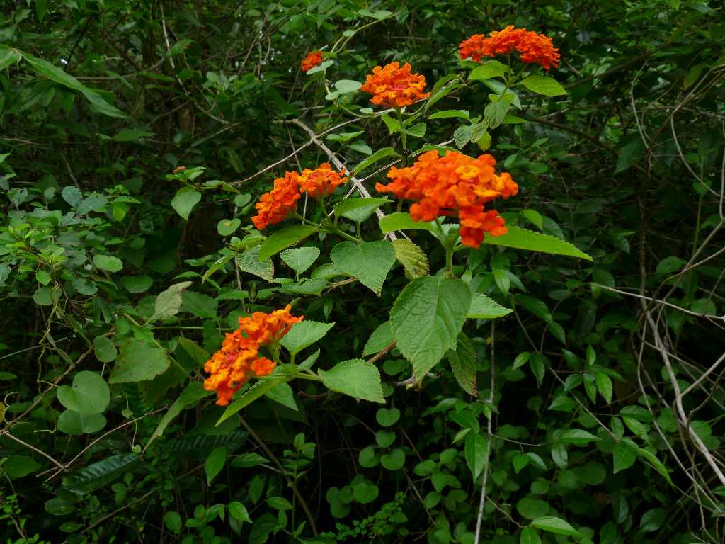 S_Fl_035