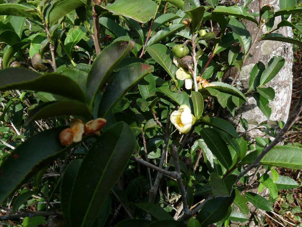S_Fl_040