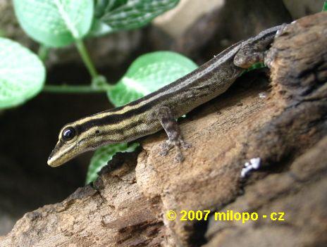 lygodactylus_kimhowelli_samice