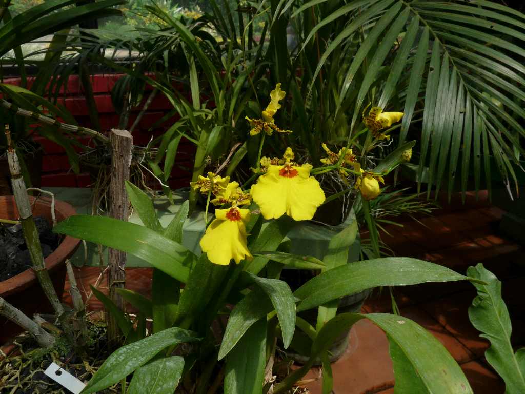 S_Fl_061