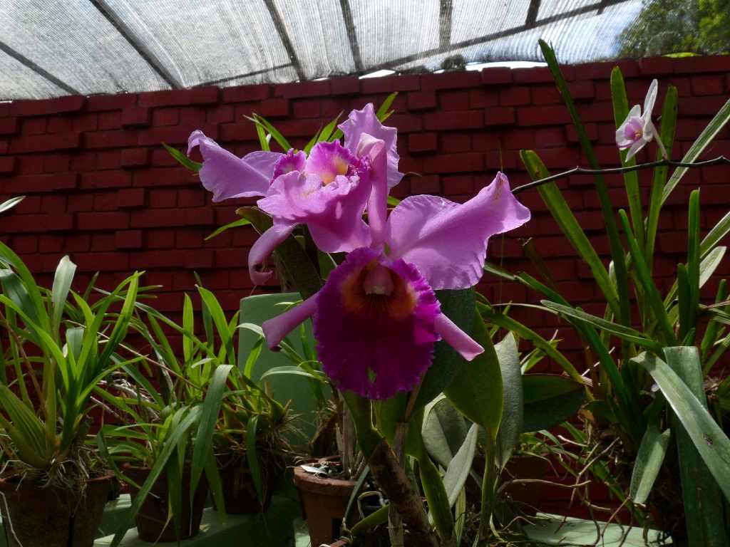 S_Fl_096