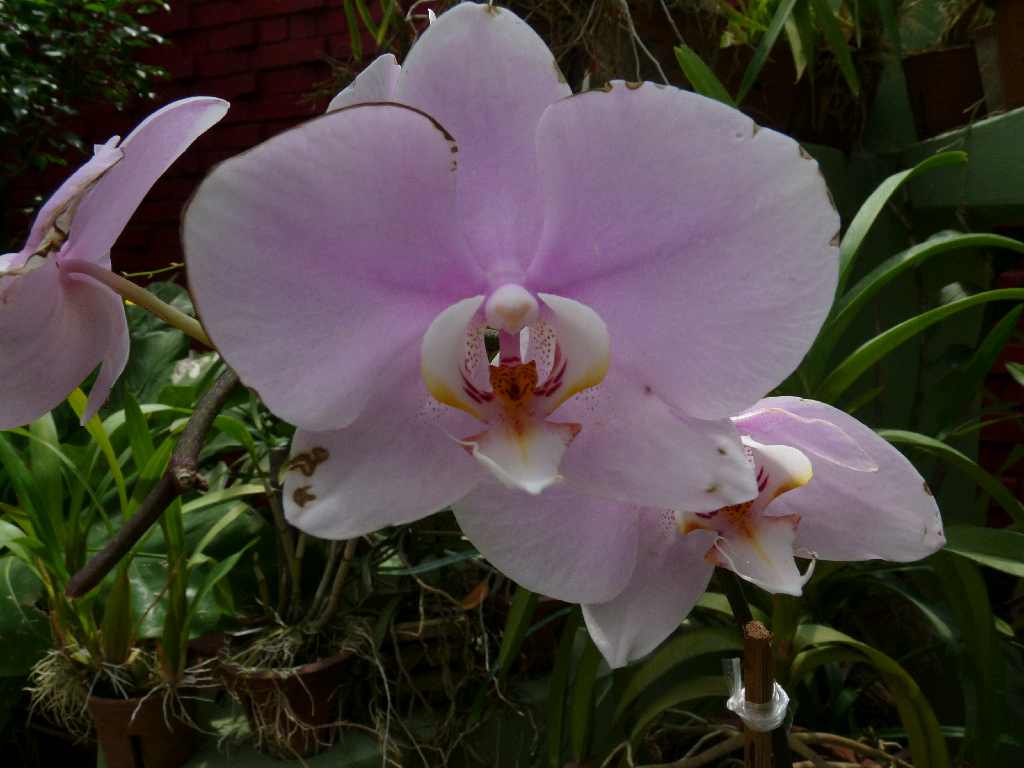 S_Fl_097