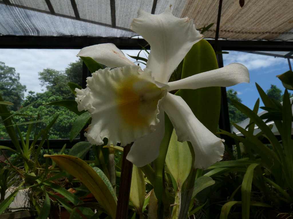 S_Fl_118