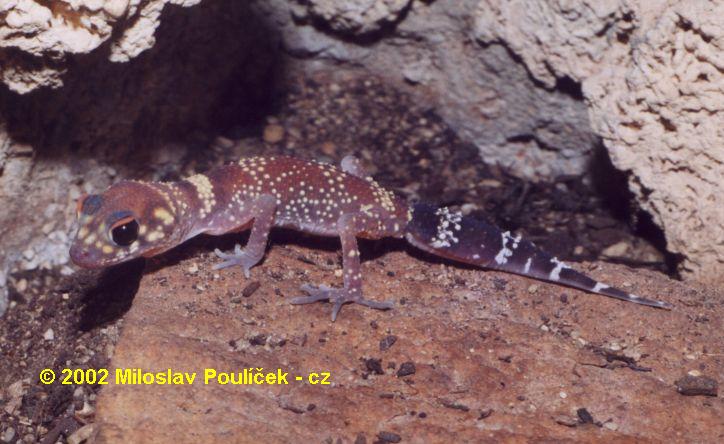 nephrurus_milii_juv2