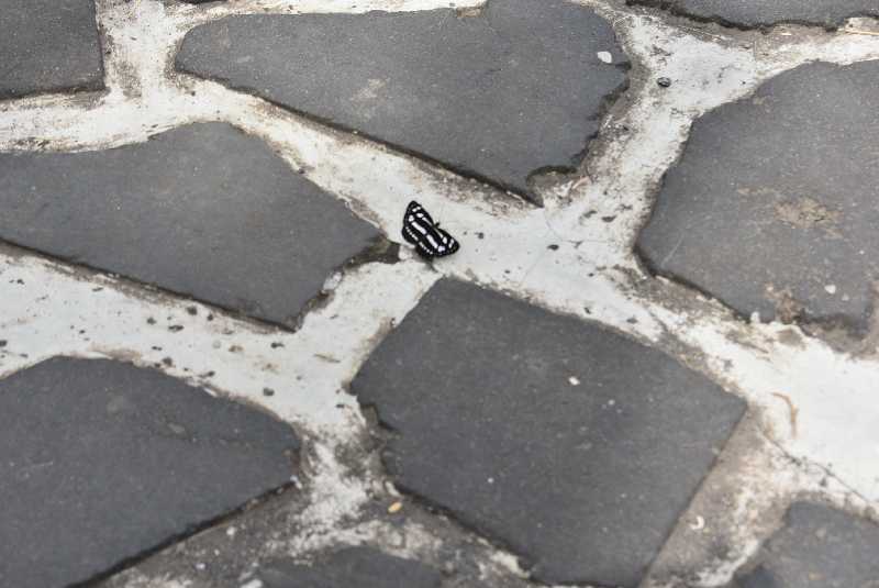 Ba_Fa_17