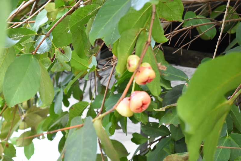 Ba_Fl_43