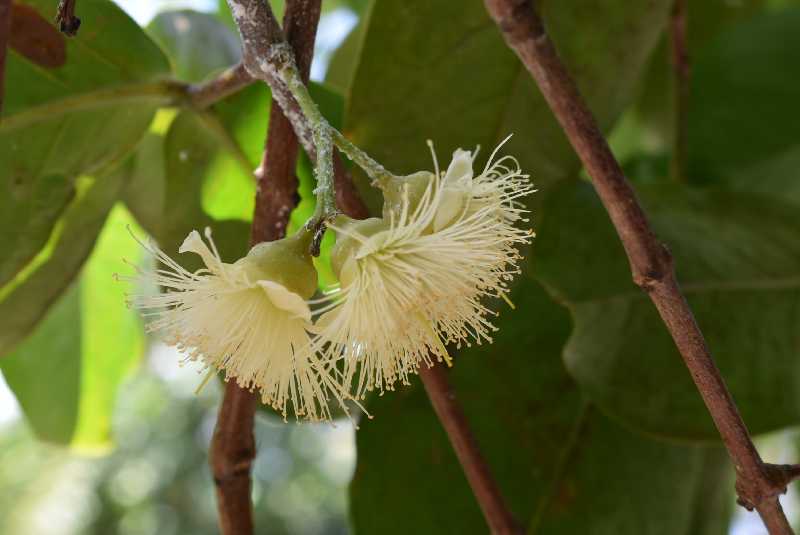 Ba_Fl_44