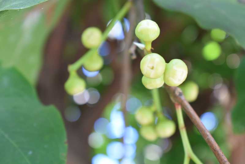 Ba_Fl_45