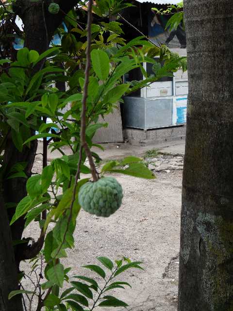 Ba_Fl_51