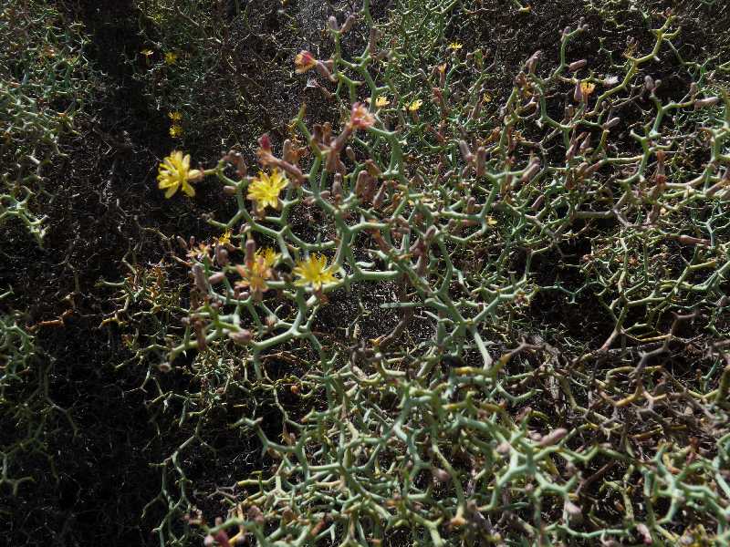 GC_Fl_08