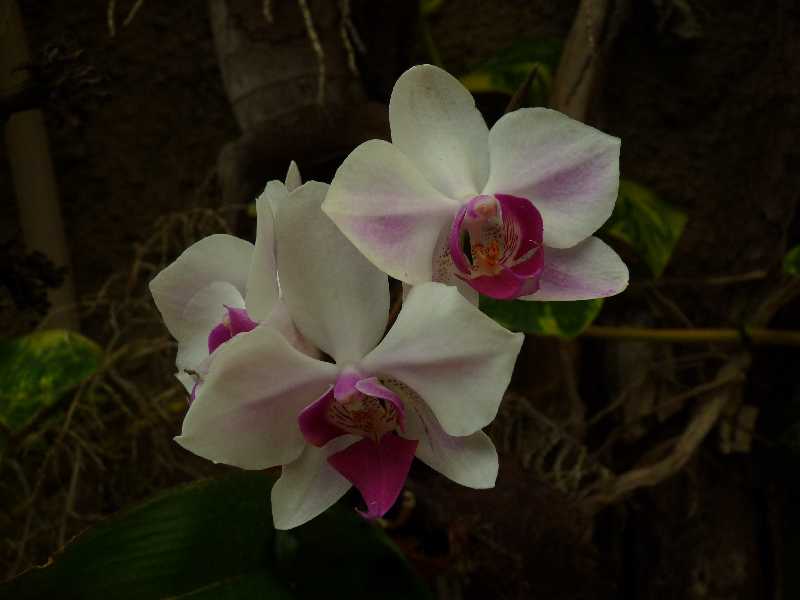 GC_Fl_19