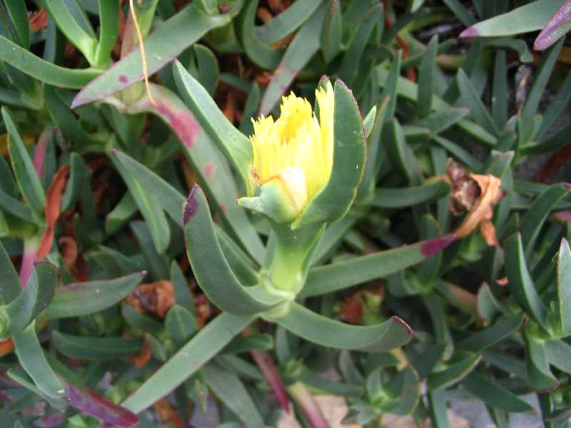 Mad_Fl_03