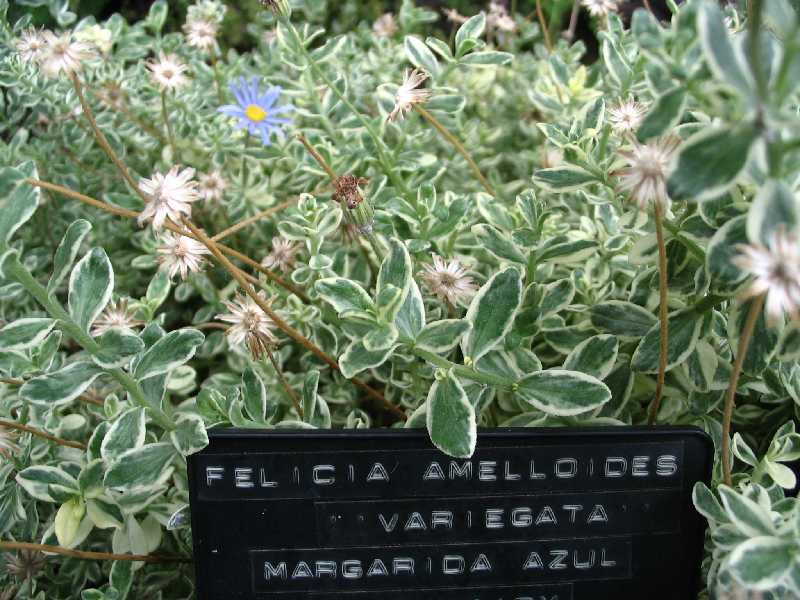 Mad_Fl_44