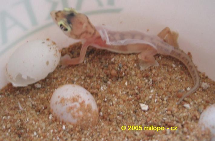 palmatogecko_rangei_lihnuti1