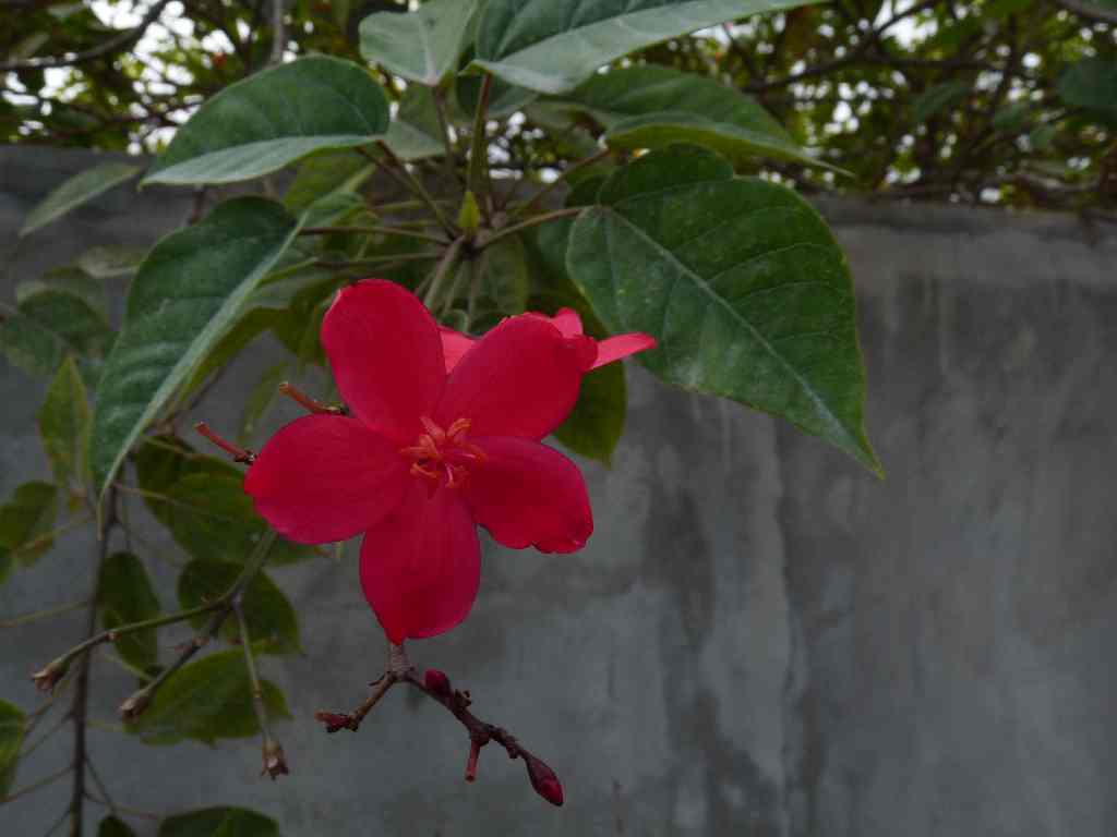 Mau_Fl_02
