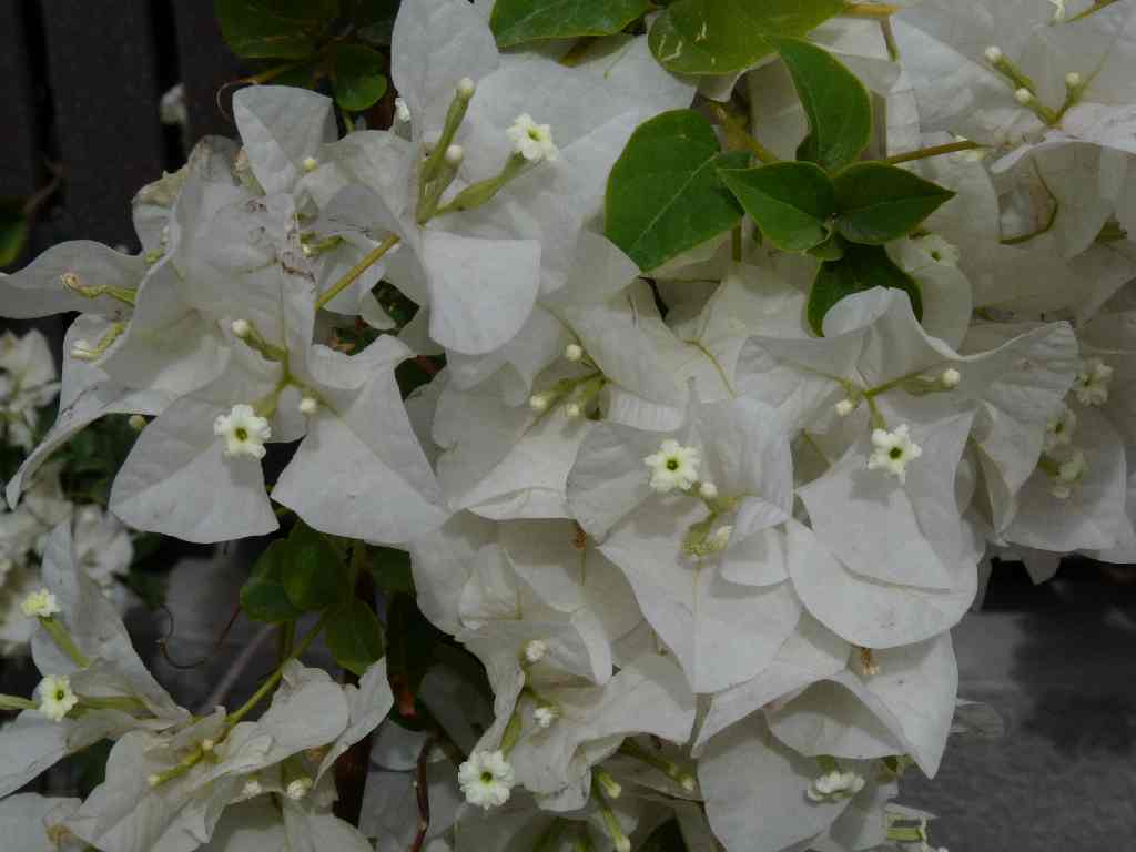 Mau_Fl_03