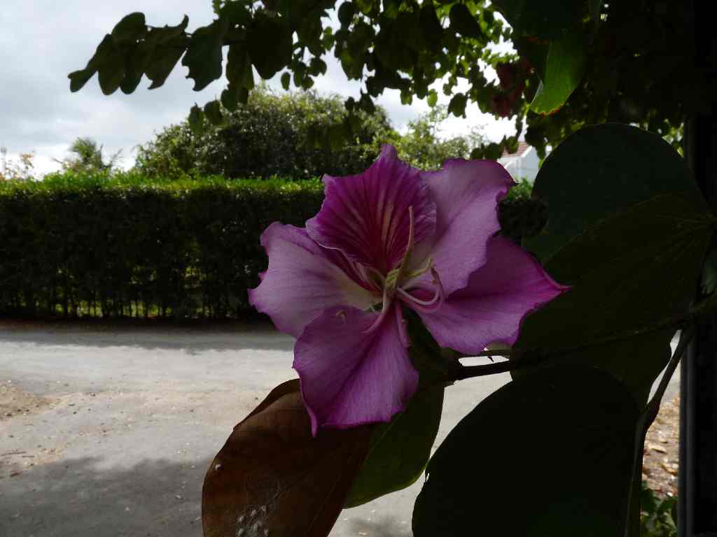 Mau_Fl_05