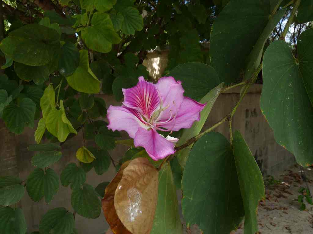 Mau_Fl_06