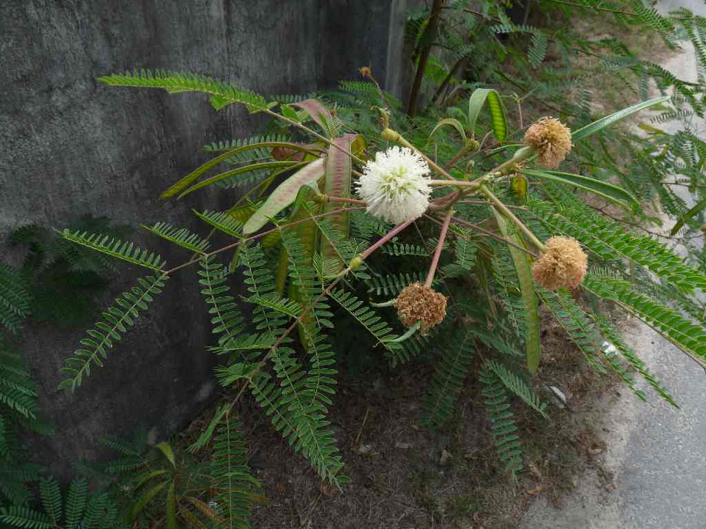 Mau_Fl_07