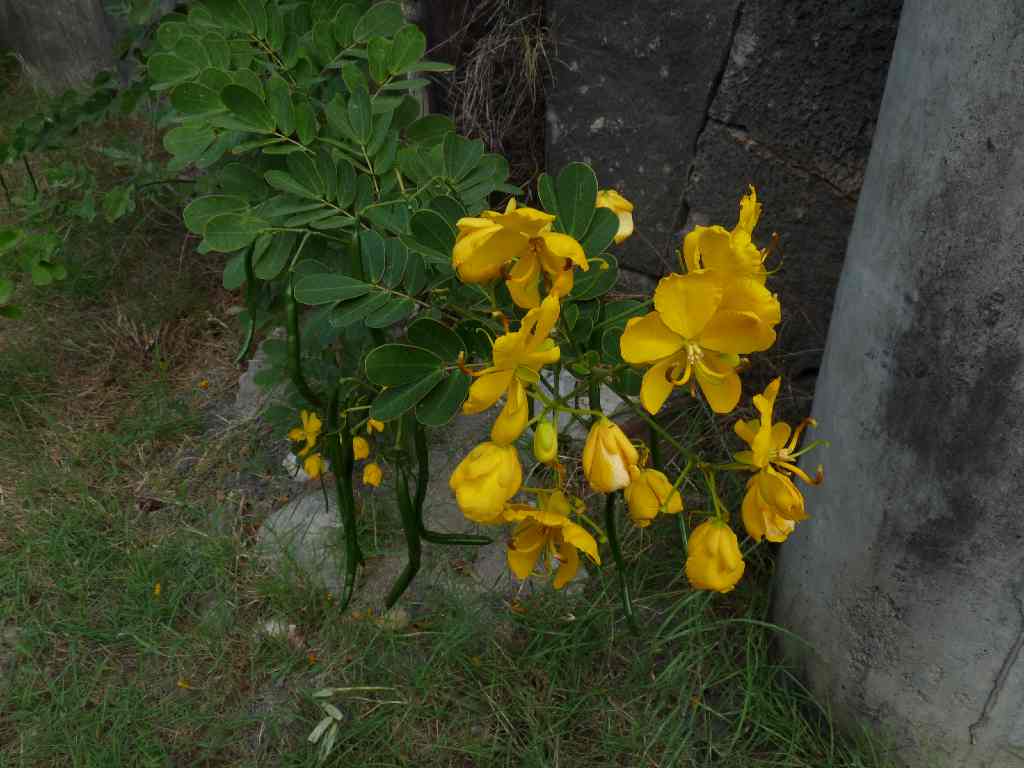 Mau_Fl_08