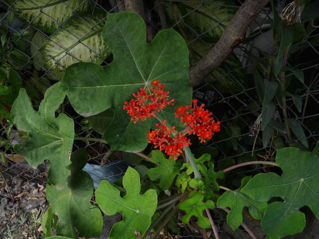 Mau_Fl_10