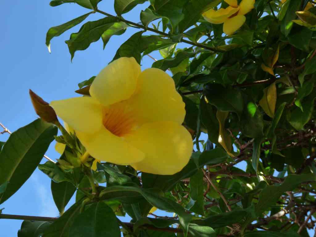 Mau_Fl_14