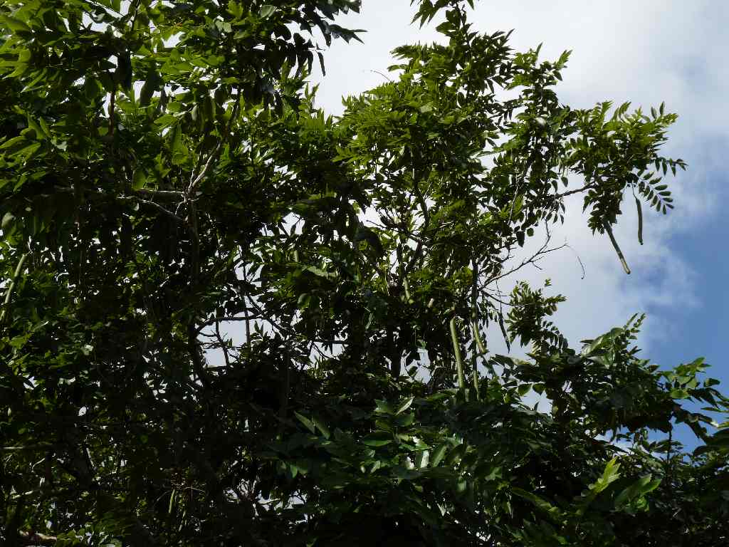 Mau_Fl_19
