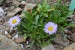 Aster andersonii 