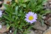 Aster andersonii _a