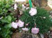 Dianthus Whatfield Rose_a