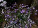 Chaenorrhinum origanifolium Blue Dream