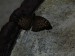M_Fa_42